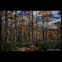 信州･蓼科_Cd-08097_8BL3583