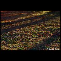 信州･蓼科_Cd-18007_MG_0049